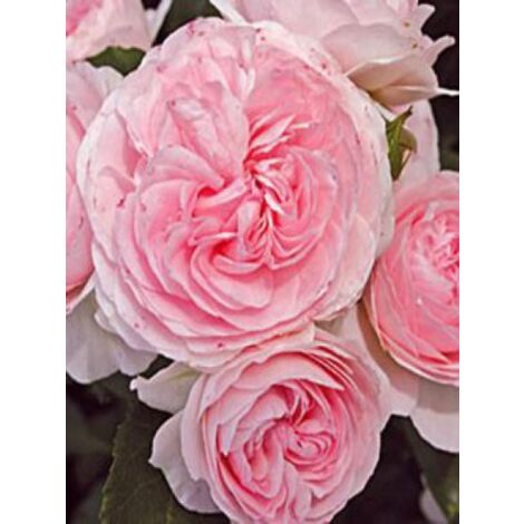 Rosier arbuste 'Larissa' Pot de 3L/4L