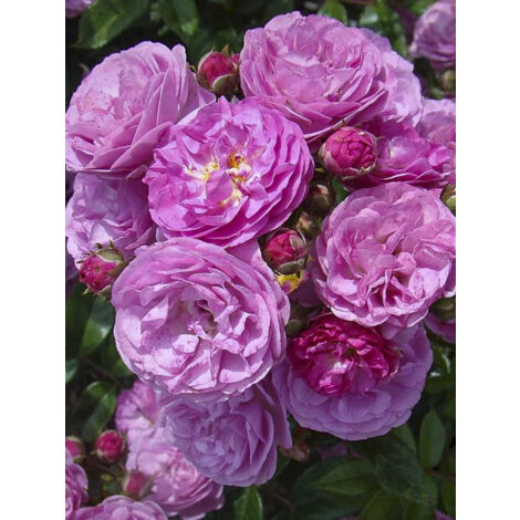 Rosier arbuste moschata 'Allevia' Pot de 4L/5L