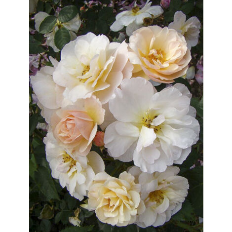 Rosier arbuste moschata 'Comtesse André d'Oultremont' Pot de 4L/5L