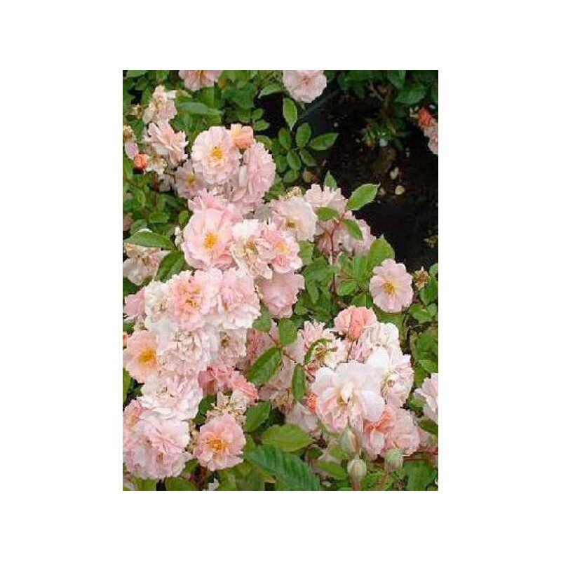 Rosier arbuste moschata 'Cornelia' Pot de 4L/5L