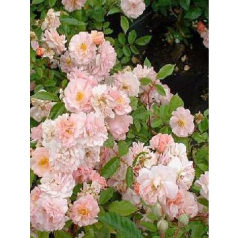 Rosier arbuste moschata 'Cornelia' Pot de 4L/5L