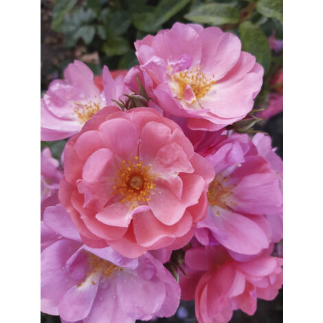 Rosier arbuste moschata 'Finn's Rose' Pot de 4L/5L