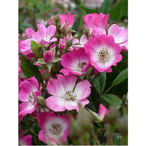 Rosier arbuste moschata 'Mozart' Pot de 3L/4L