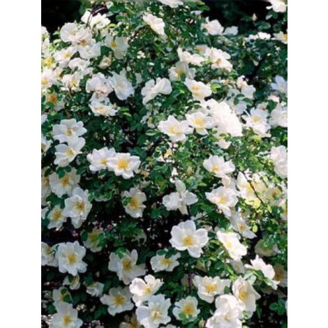 Rosier arbuste 'Nevada' Pot de 4L/5L