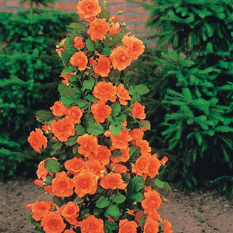 Rosier arbuste Westerland - Orange