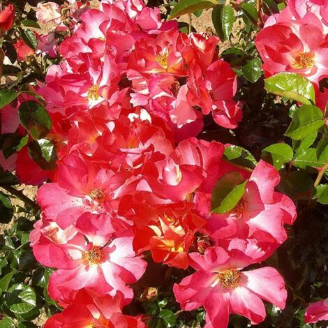 Rosier arbustif Alex Lutz® 'Evetricol' | Pot de 5L