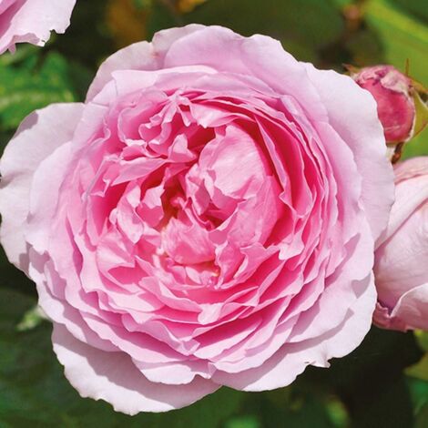 Rosier arbustif André Eve le jardinier des roses® 'Evegeboll' | Pot de 5L