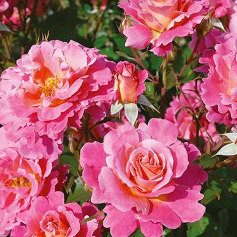 Rosier arbustif Belle de Clermont® 'Eveand' | Pot de 5L