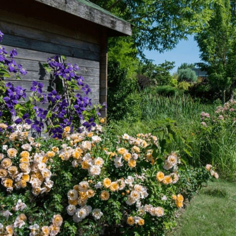 Rosier arbustif Decorosier® Calizia® 'noa 97200 a'