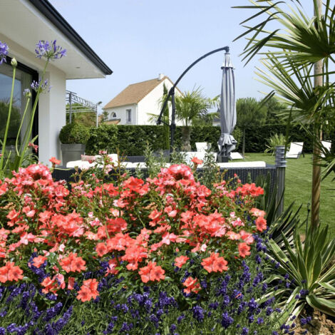 Rosier arbustif Decorosier® Isalia® 'Noat1804'