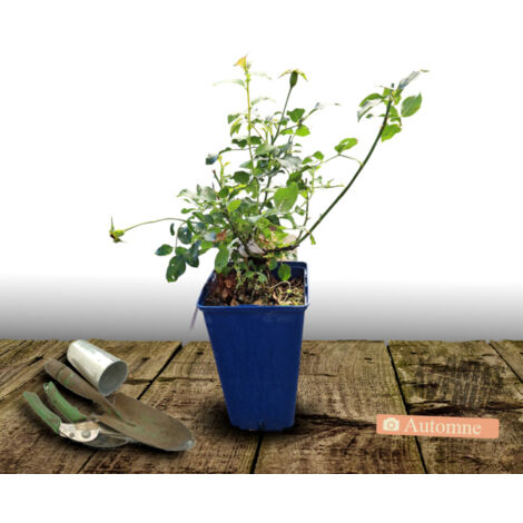 Rosier arbustif Decorosier® Kadora® 'Noa 83100 b'/Pot de 2L - 40/60 cm