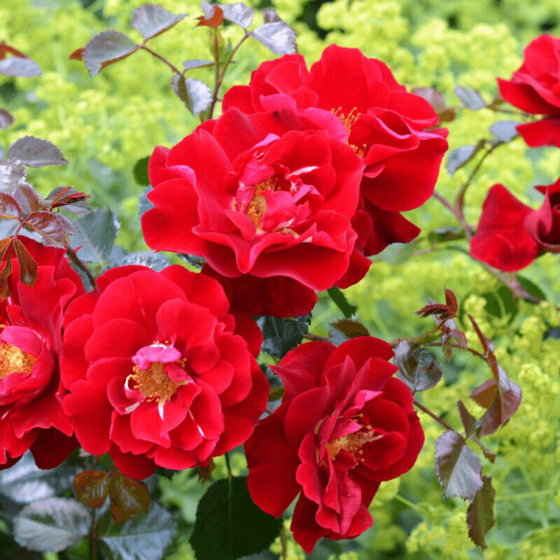 Rosier arbustif Decorosier® New Vesuvia® 'Noa 71680'/Pot de 5L