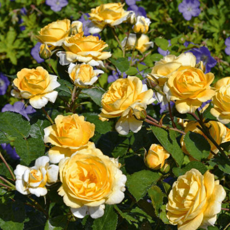 Rosier arbustif Decorosier® Soleya® 'Noa 71610'/Pot de 2L