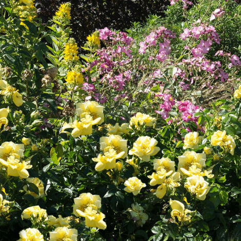 Rosier arbustif Decorosier® Suneva® 'Noalesae'/Pot de 2L - 40/60 cm