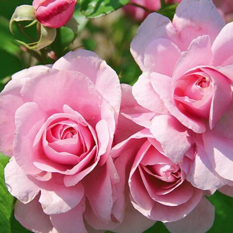 Rosier arbustif Julie Piétri® 'Evelijar' | Pot de 5L