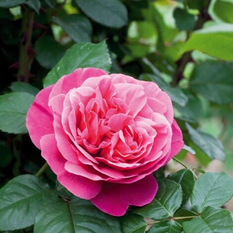 Rosier arbustif Line Renaud® 'Meiclusif'/Pot de 10 L - 1/2 tige