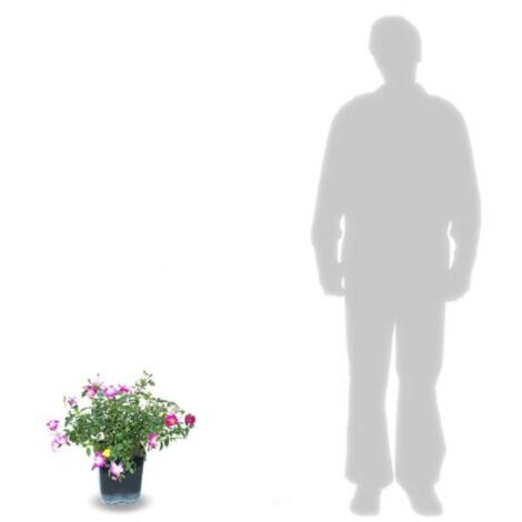 Rosier arbustif Maman Turbat | Pot de 5L