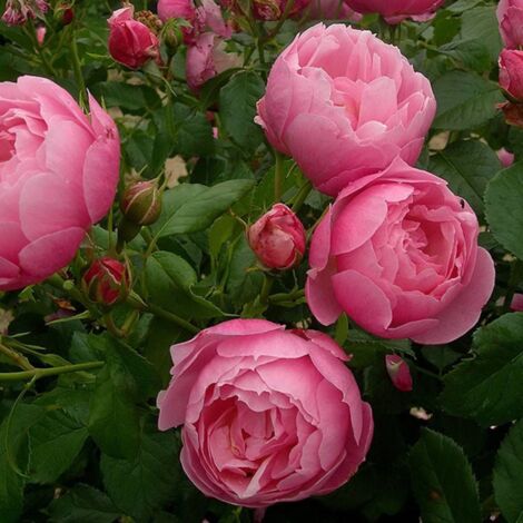 Rosier arbustif Marie Blanche Paillé® 'Evecinage' | Pot de 5L