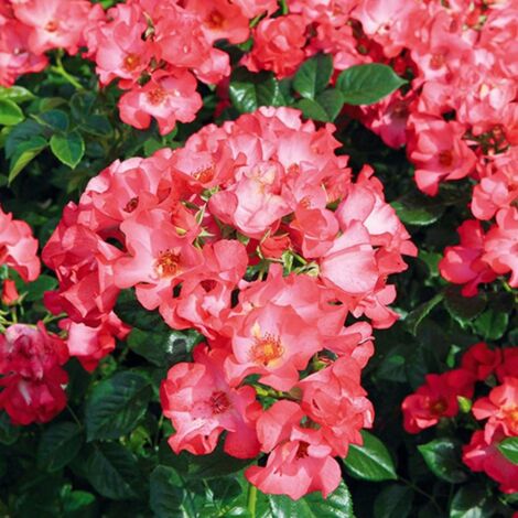 Rosier arbustif Robert Louis Stevenson® 'Evesisna' | Pot de 5L