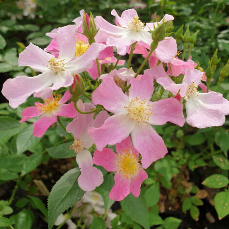 Rosier arbustif Rosy Boom Dynamic Hip Hop Pot de 6L/7L