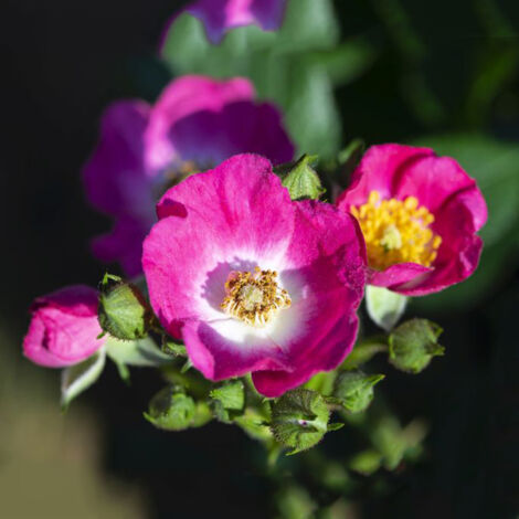 Rosier arbustif Rosy Boom Mini Pot de 6L/7L