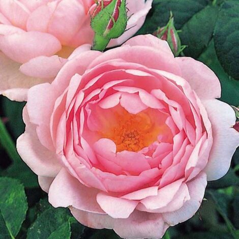 Rosier arbustif Scepter d'Isle® 'Ausland' | Pot de 5L