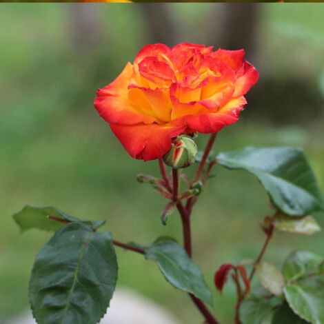 Rosier arbustif Soledad® 'Dorcobo'/Pot de 5L - Touffe