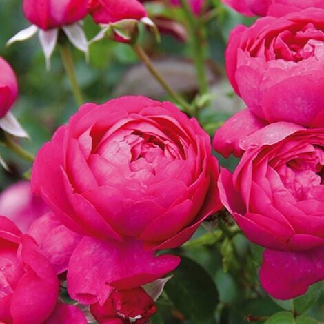 Rosier arbustif Toul® 'Evjubisia' | Pot de 5L