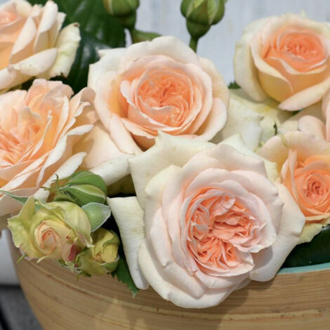 Rosier arbustif Voluptia® Amber™ 'Noa1112130' | Pot de 3L - 10/40 cm