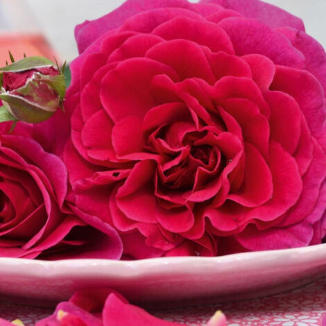 Rosier arbustif Voluptia® Purple™ 'Noa38121' | Pot de 3L - 10/40 cm