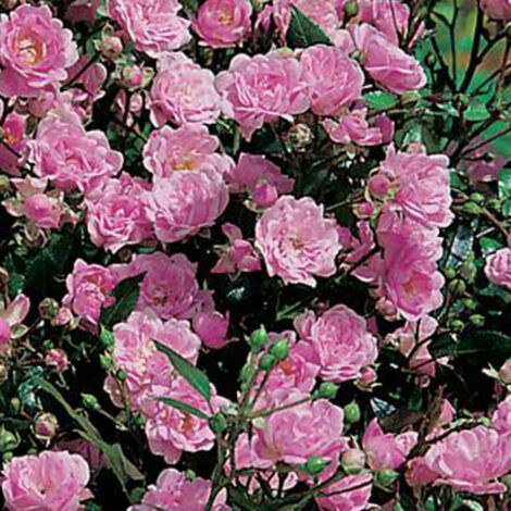 Rosier arbustif x polyantha The Fairy