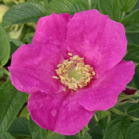 Rosier arbustif x rugosa Hansa