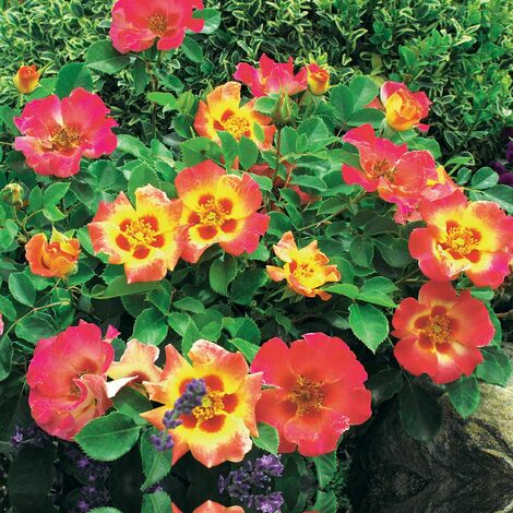 Rosier Babylon Eyes ® Sunshine Intereybabnus COV - La pièce en motte. - Willemse
