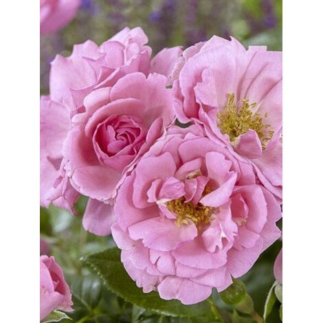 Rosier 'Bantry Bay' Pot de 4L/5L