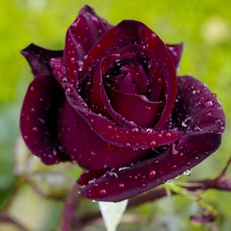 PÉPINIÈRES NAUDET Rosier 'Black Baccara® Meidebenne'