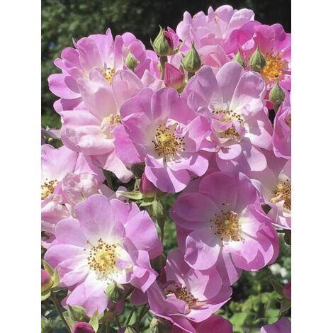 Rosier 'Blush Rambler' Pot de 4L/5L