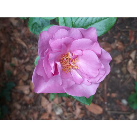 Rosier 'Bossuet, Aigle de Meaux' Pot de 4L/5L