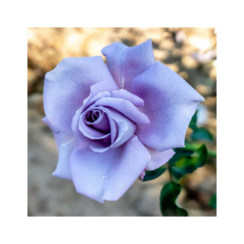 Rosier buisson Lune Bleue - Violet
