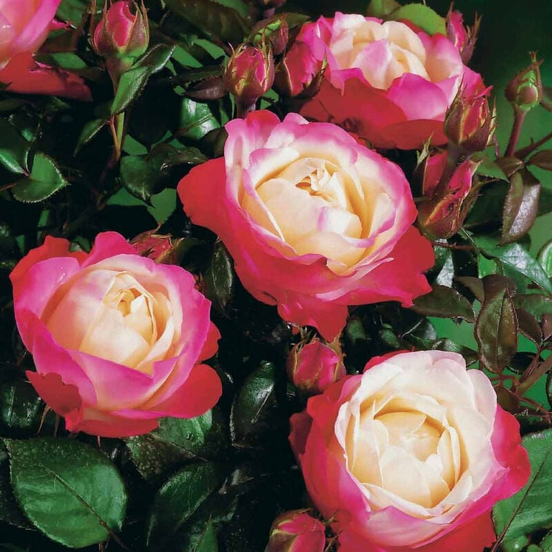 Rosier buisson Nostalgie ® - Rose