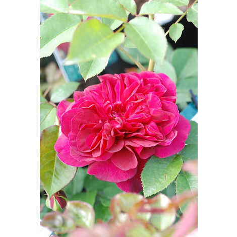 Rosier David Austin 'Darcey Bussel'® Taille du pot - Pot de 5 Litres