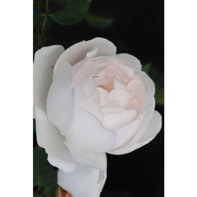 Rosier David Austin 'Desdemona'® Taille du pot - 5L