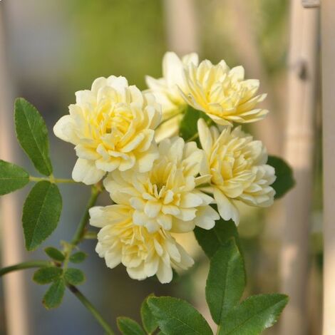 JAVOY PLANTES Rosier de Banks 'Lutea' - rosa banksiae 3L - 60/90cm