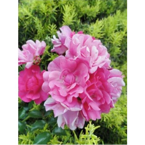 Rosier 'DECOROSIERS® Emera®' Pot de 2L/3L