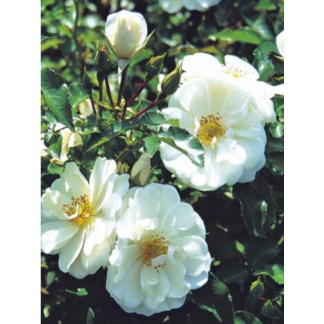 Rosier 'DECOROSIERS® Opalia®' Pot de 4L/5L