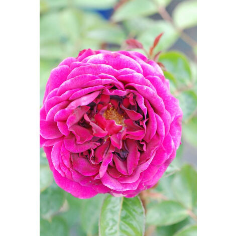 Rosier Décorosiers® Purple Voluptia® Taille du pot - Pot de 5 Litres