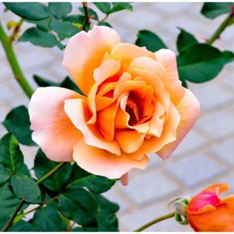 Rosier 'Diorama'