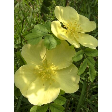 Rosier du père Hugo Pot de 3L/4L, Qualité 2 branches