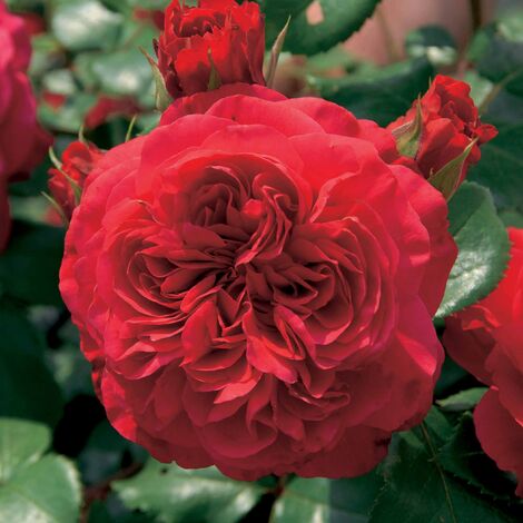 Rosier floribunda Red Leonardo da Vinci ® Meiangele - Le rosier,racines nues,3 branches et +.
