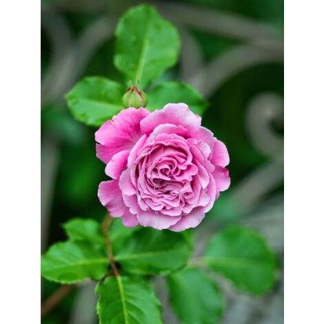 Rosier Générosa® 'Agnès Schilliger'® Pot de 4L/5L