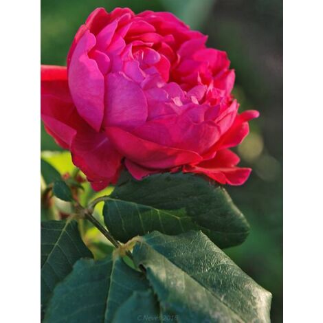 Rosier Générosa® 'Cybelle®' Pot de 4L/5L